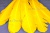 Декоративный Пучок из перьев, перо 23см/желтый - купить в Владикавказе. Цена: 12.19 руб.