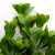 Трава искусственная -1, шт (эвкалипт лист 32 см/8 см)				 - купить в Владикавказе. Цена: 169.93 руб.