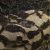 Кружевное полотно XD LACE 1-4, 80 гр/м2, шир.150см, цвет чёрный - купить в Владикавказе. Цена 245.94 руб.